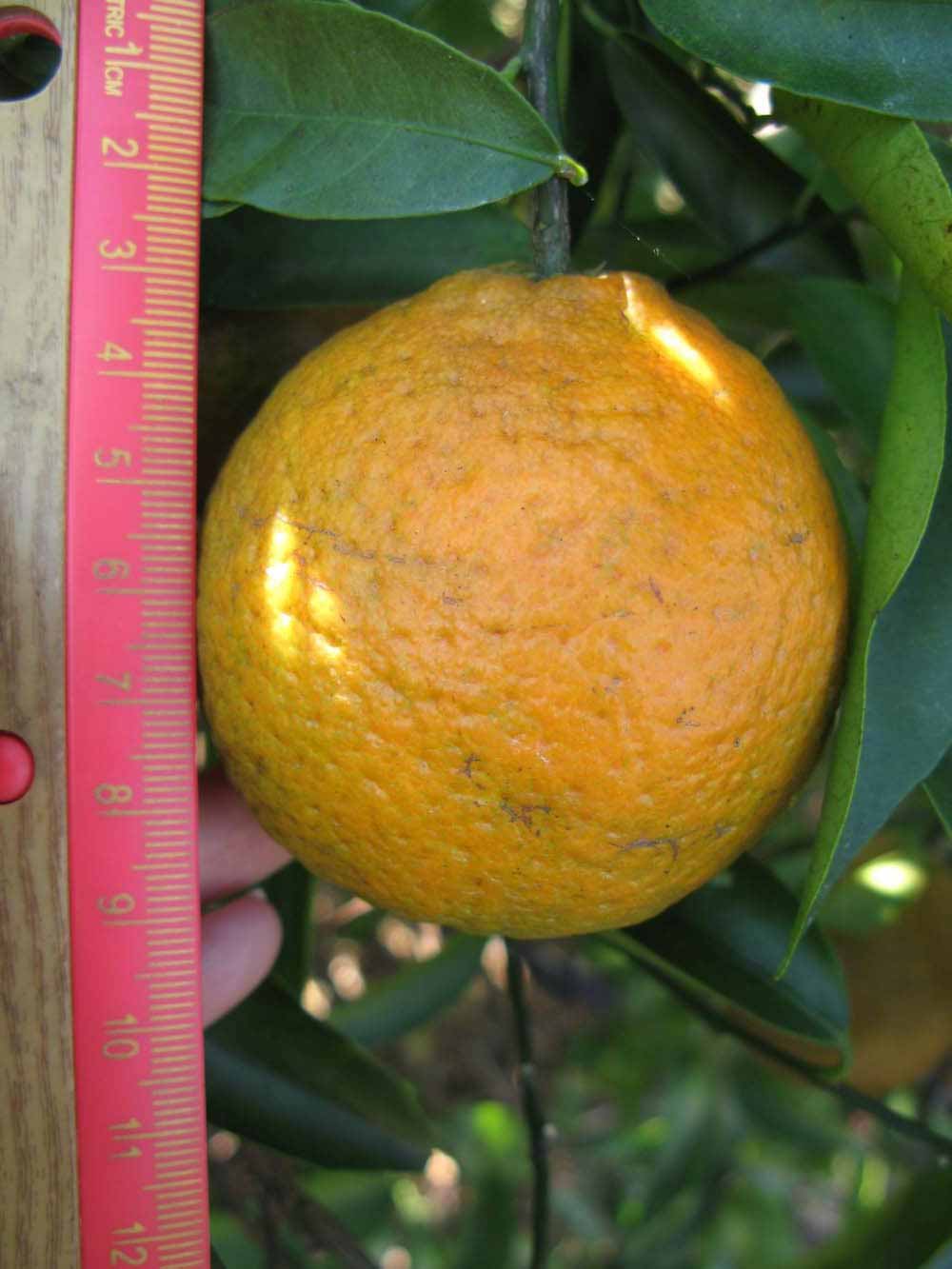              Fruit (Winter Haven, FL)       